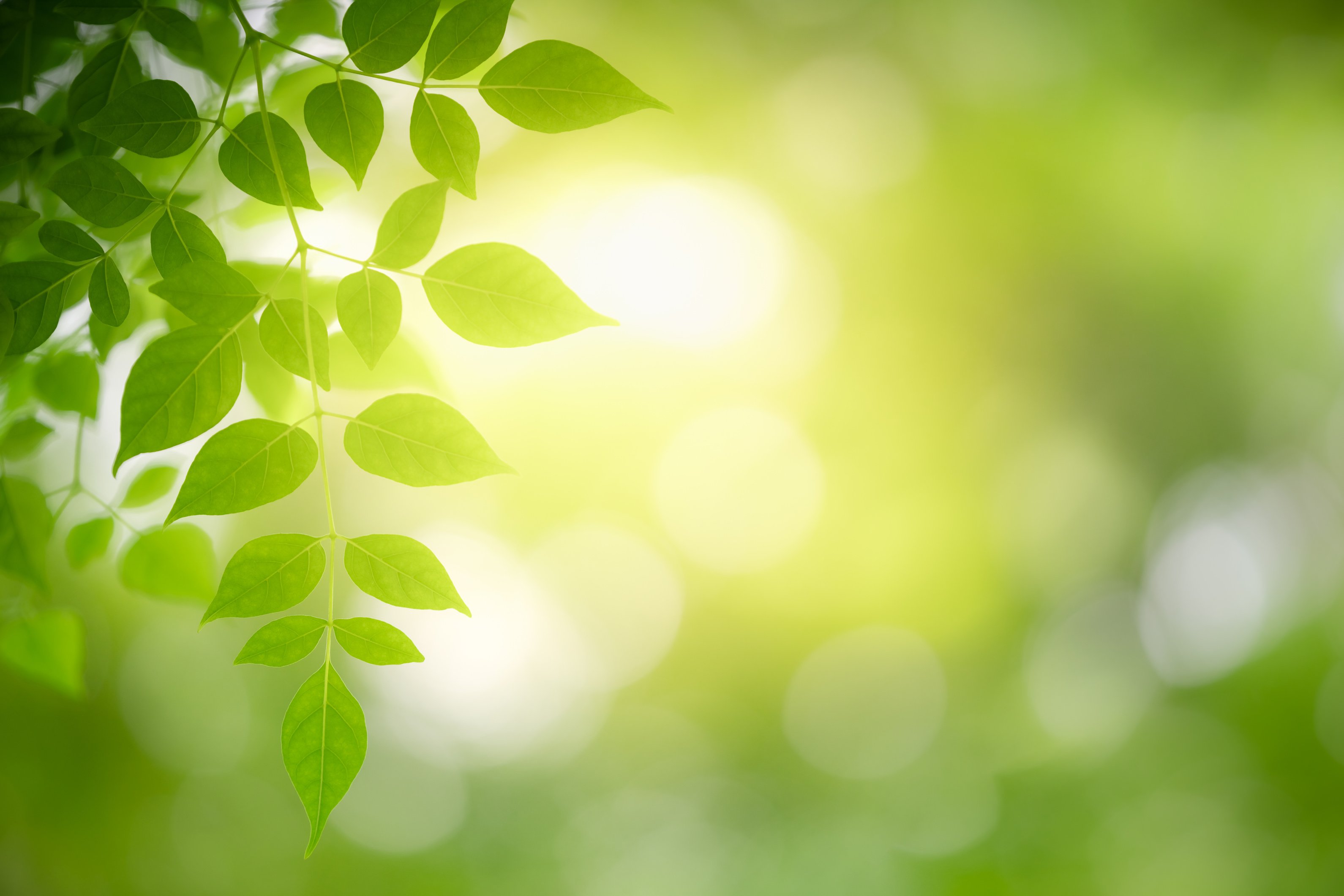 green leaf on blurred greenery background